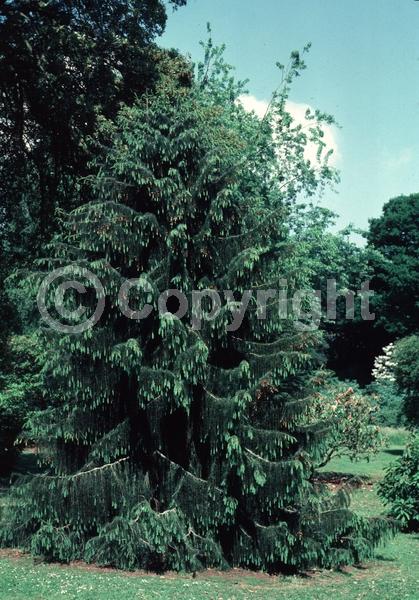 Red blooms; Evergreen; Needles or needle-like leaf; North American Native
