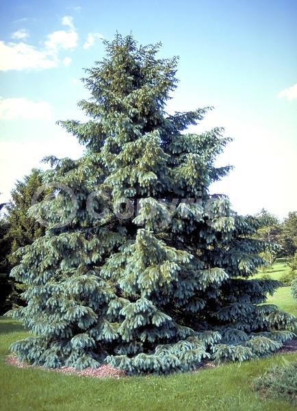 Orange blooms; Purple blooms; Green blooms; Evergreen; Needles or needle-like leaf; North American Native