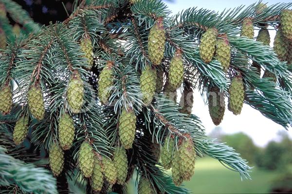Orange blooms; Purple blooms; Green blooms; Evergreen; Needles or needle-like leaf; North American Native