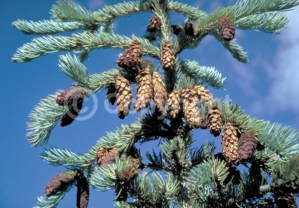 Orange blooms; Purple blooms; Green blooms; Evergreen; Needles or needle-like leaf; North American Native