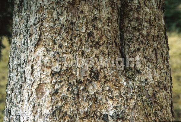 Orange blooms; Purple blooms; Green blooms; Evergreen; Needles or needle-like leaf; North American Native