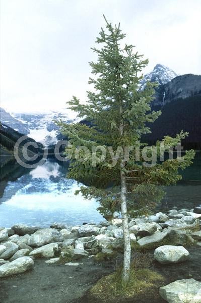 Orange blooms; Purple blooms; Green blooms; Evergreen; Needles or needle-like leaf; North American Native