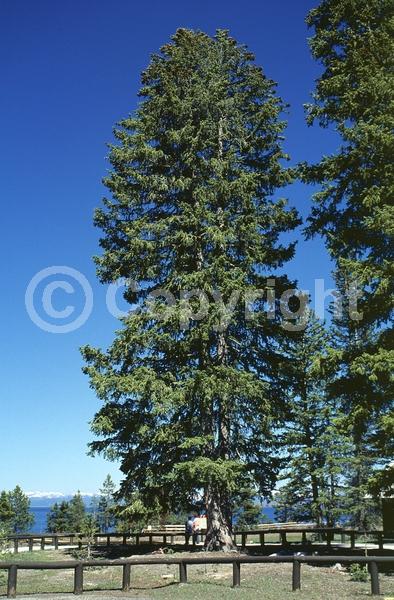 Orange blooms; Purple blooms; Green blooms; Evergreen; Needles or needle-like leaf; North American Native
