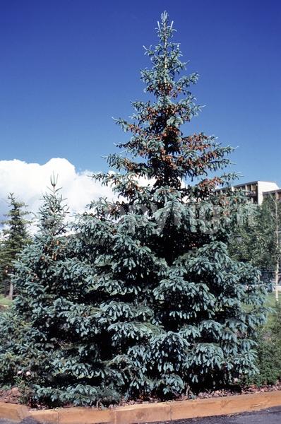 Orange blooms; Purple blooms; Green blooms; Evergreen; Needles or needle-like leaf; North American Native