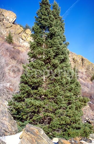 Orange blooms; Purple blooms; Green blooms; Evergreen; Needles or needle-like leaf; North American Native