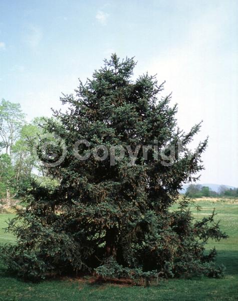 Pink blooms; Evergreen; Needles or needle-like leaf