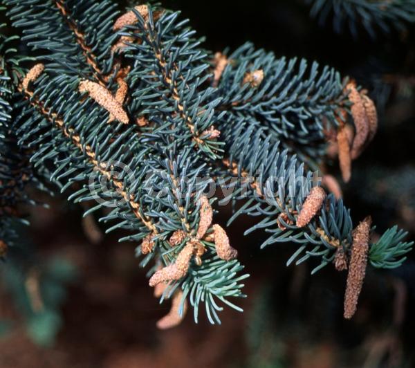 Pink blooms; Evergreen; Needles or needle-like leaf