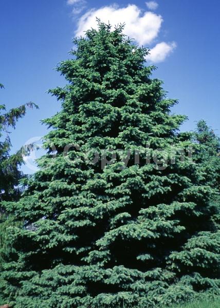 Red blooms; Yellow blooms; Evergreen; Needles or needle-like leaf