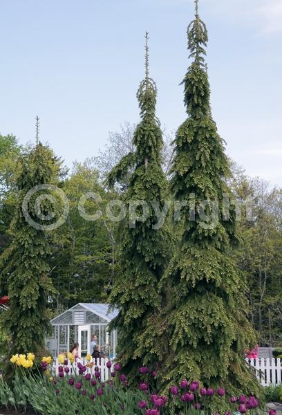Red blooms; Yellow blooms; Evergreen; Needles or needle-like leaf