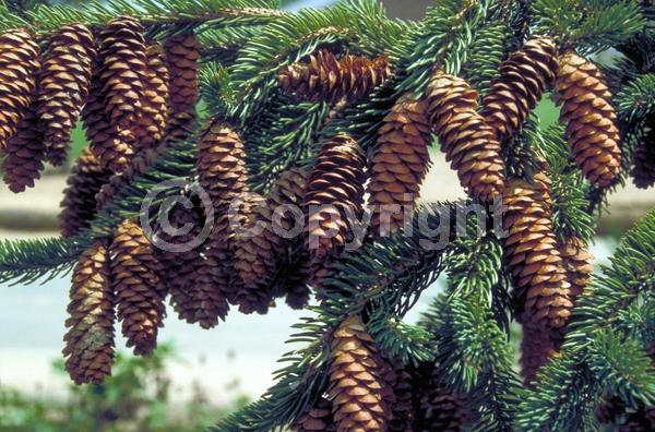 Red blooms; Yellow blooms; Evergreen; Needles or needle-like leaf; North American Native