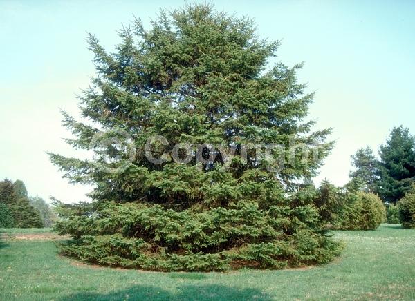 Red blooms; Yellow blooms; Evergreen; Needles or needle-like leaf; North American Native