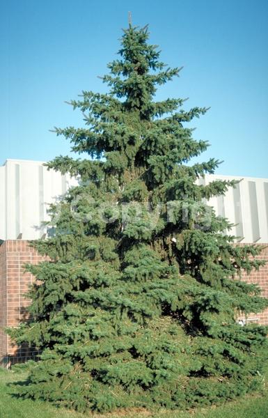 Red blooms; Yellow blooms; Evergreen; Needles or needle-like leaf; North American Native