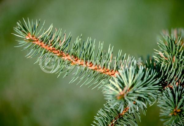 Red blooms; Yellow blooms; Evergreen; Needles or needle-like leaf; North American Native