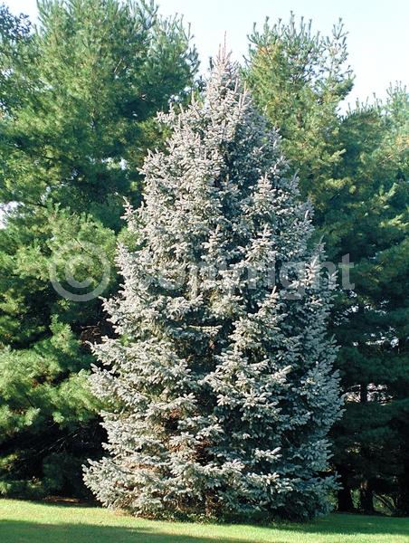 Red blooms; Yellow blooms; Evergreen; Needles or needle-like leaf; North American Native