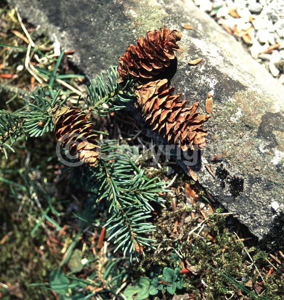 Red blooms; Yellow blooms; Evergreen; Needles or needle-like leaf; North American Native