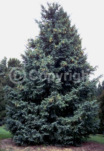 Orange blooms; Purple blooms; Green blooms; Evergreen; Needles or needle-like leaf