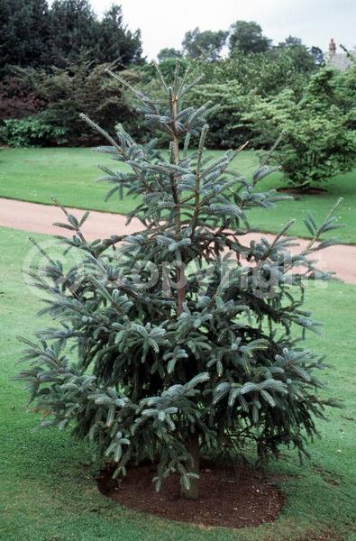Orange blooms; Purple blooms; Green blooms; Evergreen; Needles or needle-like leaf