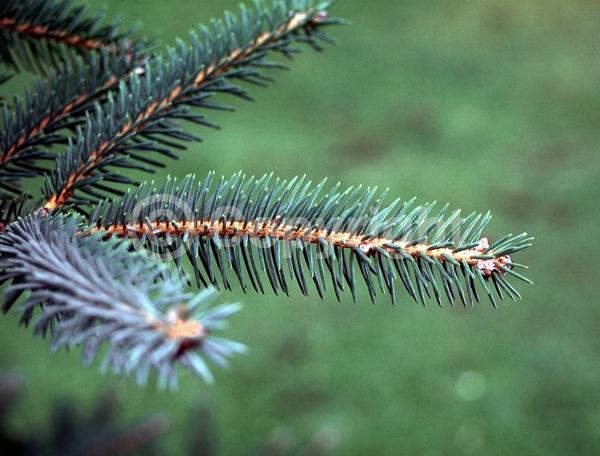 Orange blooms; Purple blooms; Green blooms; Evergreen; Needles or needle-like leaf
