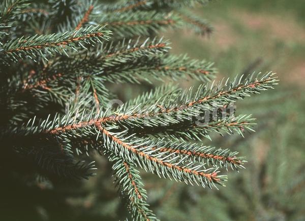 Orange blooms; Purple blooms; Green blooms; Evergreen; Needles or needle-like leaf