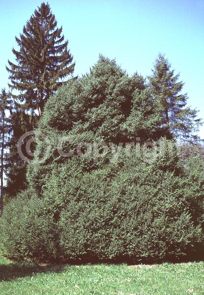 Orange blooms; Purple blooms; Green blooms; Evergreen; Needles or needle-like leaf
