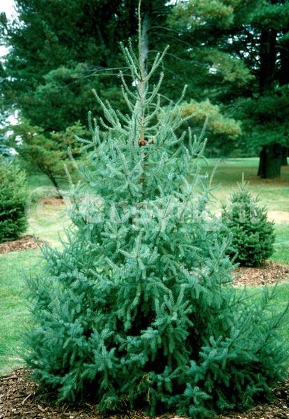 Orange blooms; Purple blooms; Green blooms; Evergreen; Needles or needle-like leaf; North American Native