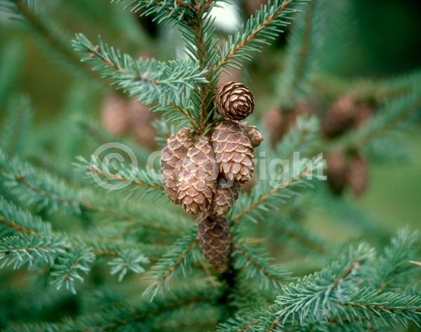 Orange blooms; Purple blooms; Green blooms; Evergreen; Needles or needle-like leaf; North American Native
