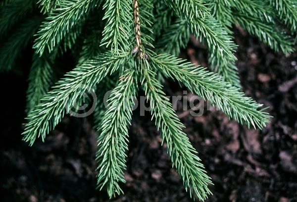 Pink blooms; Evergreen; Needles or needle-like leaf