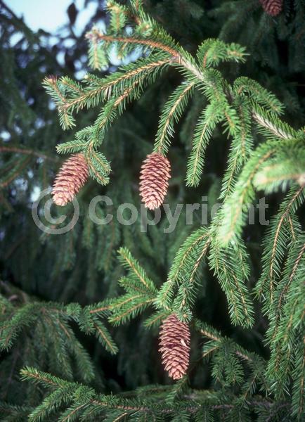 Pink blooms; Evergreen; Needles or needle-like leaf