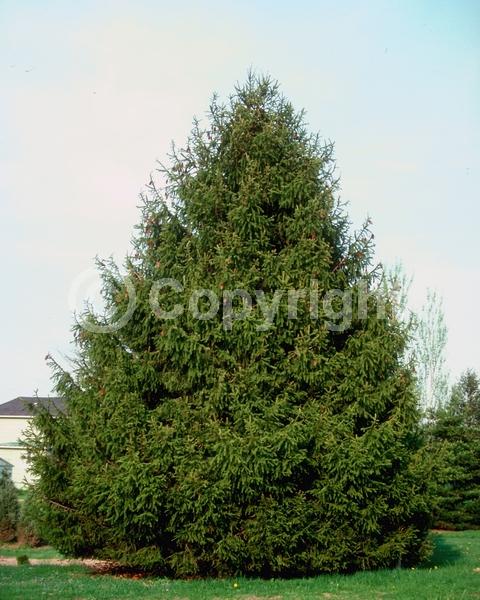Pink blooms; Evergreen; Needles or needle-like leaf