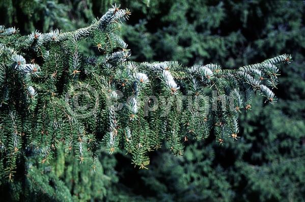 Unknown blooms; Evergreen; Needles or needle-like leaf