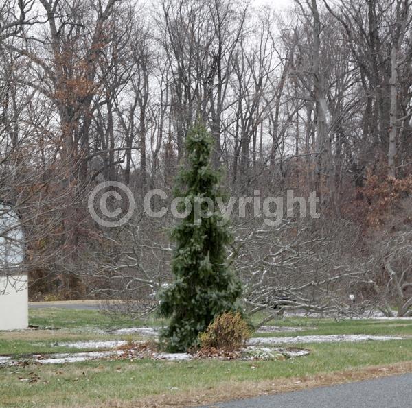 Unknown blooms; Evergreen; Needles or needle-like leaf