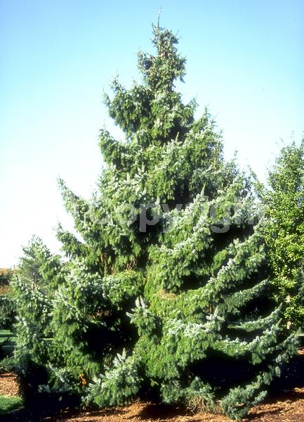 Unknown blooms; Evergreen; Needles or needle-like leaf