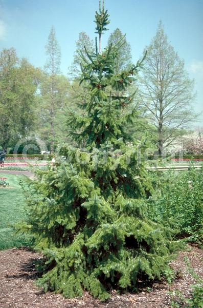 Unknown blooms; Evergreen; Needles or needle-like leaf