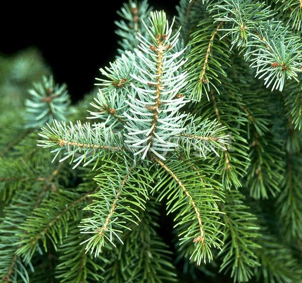 Unknown blooms; Evergreen; Needles or needle-like leaf