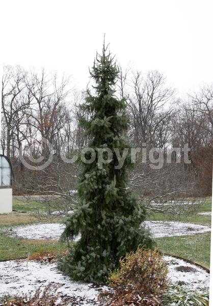 Unknown blooms; Evergreen; Needles or needle-like leaf