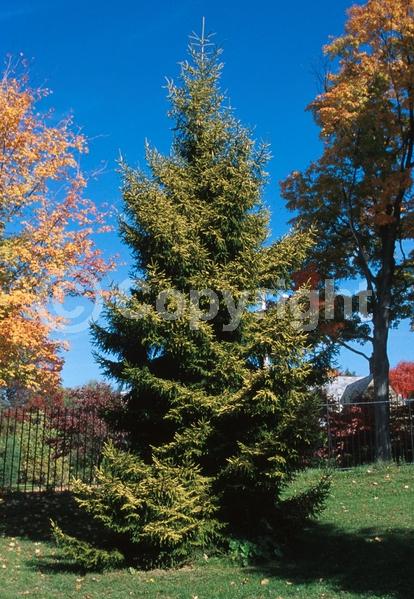 Red blooms; Evergreen; Needles or needle-like leaf