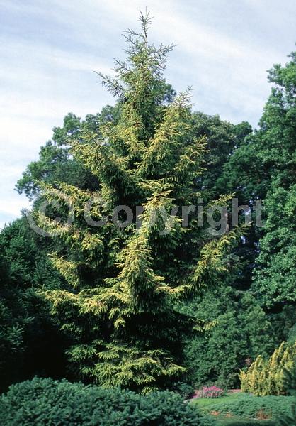 Red blooms; Evergreen; Needles or needle-like leaf