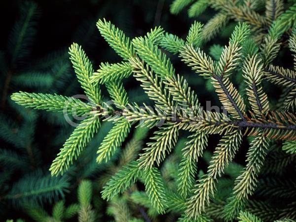 Red blooms; Evergreen; Needles or needle-like leaf