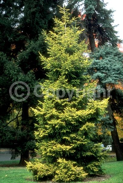 Red blooms; Evergreen; Needles or needle-like leaf