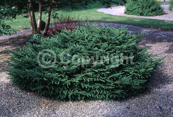 Red blooms; Evergreen; Needles or needle-like leaf