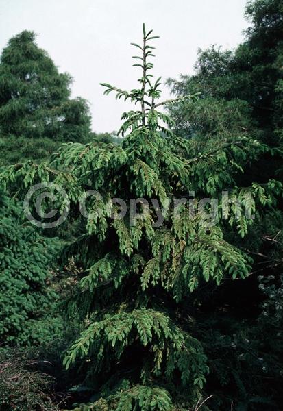 Red blooms; Evergreen; Needles or needle-like leaf