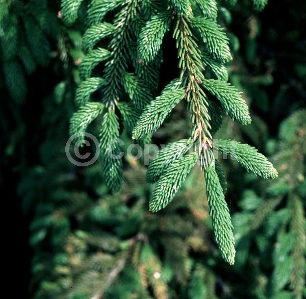 Red blooms; Evergreen; Needles or needle-like leaf