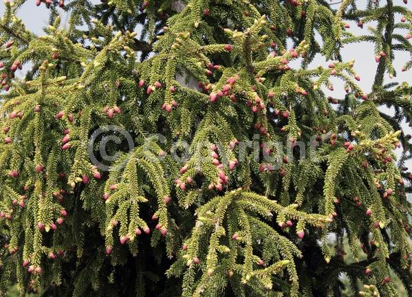 Evergreen; Needles or needle-like leaf