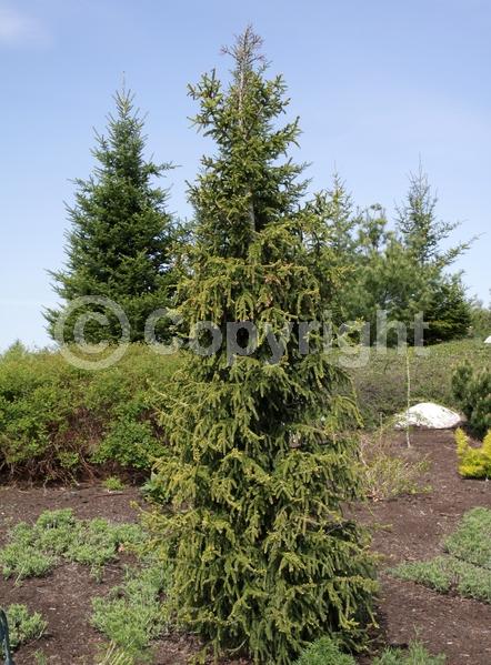 Evergreen; Needles or needle-like leaf