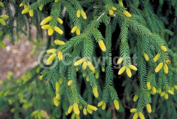 Red blooms; Evergreen; Needles or needle-like leaf