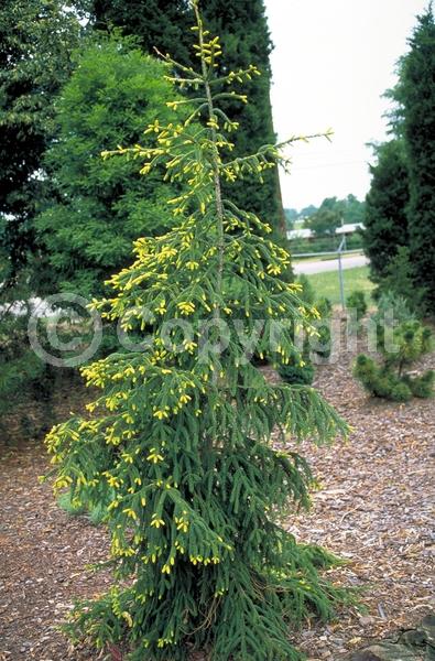 Red blooms; Evergreen; Needles or needle-like leaf