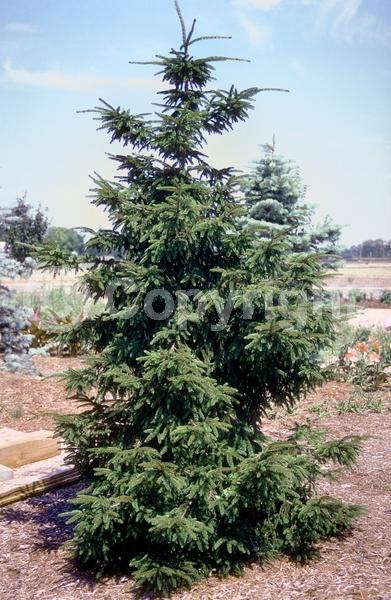 Red blooms; Evergreen; Needles or needle-like leaf