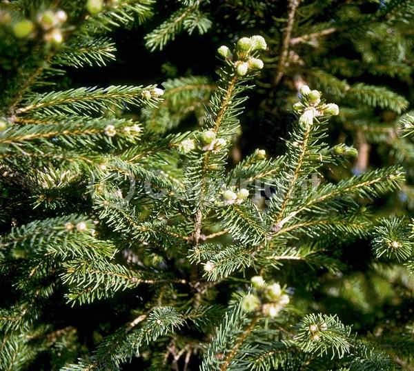 Red blooms; Evergreen; Needles or needle-like leaf