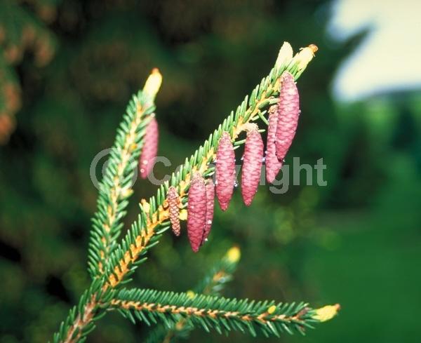 Red blooms; Evergreen; Needles or needle-like leaf