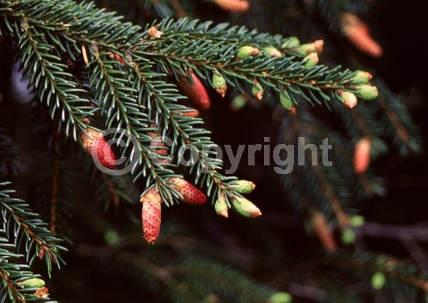 Red blooms; Evergreen; Needles or needle-like leaf